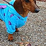 dog, dachshund, puppy, pet, animal, hoodie, clothing, blue, purple, leash, outdoor, gravel, path, leaves, fall, autumn, small_dog, mammal, walking, cute