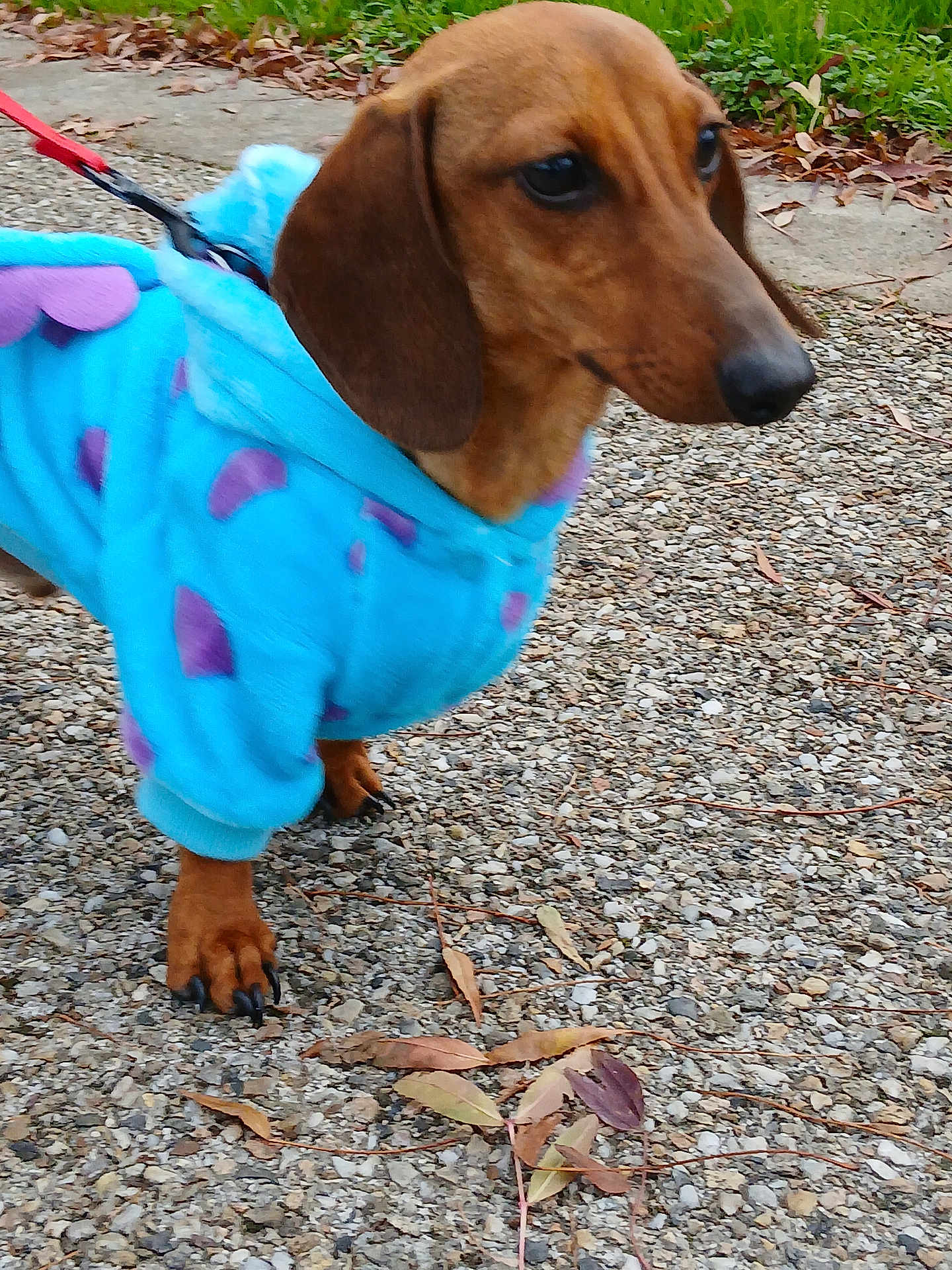 Chipo participe au concours pour gagner de l'argent avec cette photo : dog, dachshund, puppy, pet, animal, hoodie, clothing, blue, purple, leash, outdoor, gravel, path, leaves, fall, autumn, small_dog, mammal, walking, cute