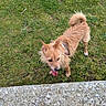 animal, brown, canine, curious, daylight, dog, ears, fur, grass, looking_up, nature, outdoor, pet, scruffy, standing, stone, tail, texture, tongue_out, walking