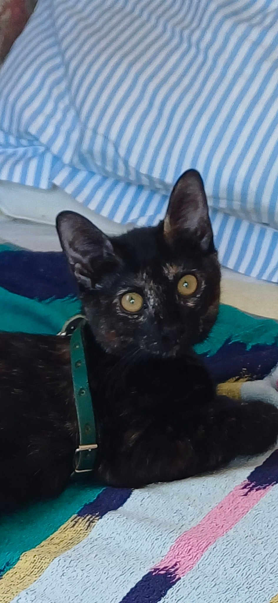 Kimy