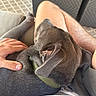 Marlo joined the competition — help win amazing prizes! carpet, casual, collar, comfort, companionship, cozy, dog, fur, furniture, gray, hand, home, human, indoor, lap, pet, relaxation, resting, seated, skin
