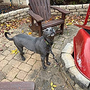 Marlo joined the competition — help win amazing prizes! autumn, backyard, canine, collar, daylight, dog, fall, fence, garden, grey_dog, leash, leaves, nature, outdoor, patio, pet, sidewalk, stone_pavers, wheelbarrow, wooden_chair