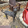 autumn, backyard, canine, collar, daylight, dog, fall, fence, garden, grey_dog, leash, leaves, nature, outdoor, patio, pet, sidewalk, stone_pavers, wheelbarrow, wooden_chair