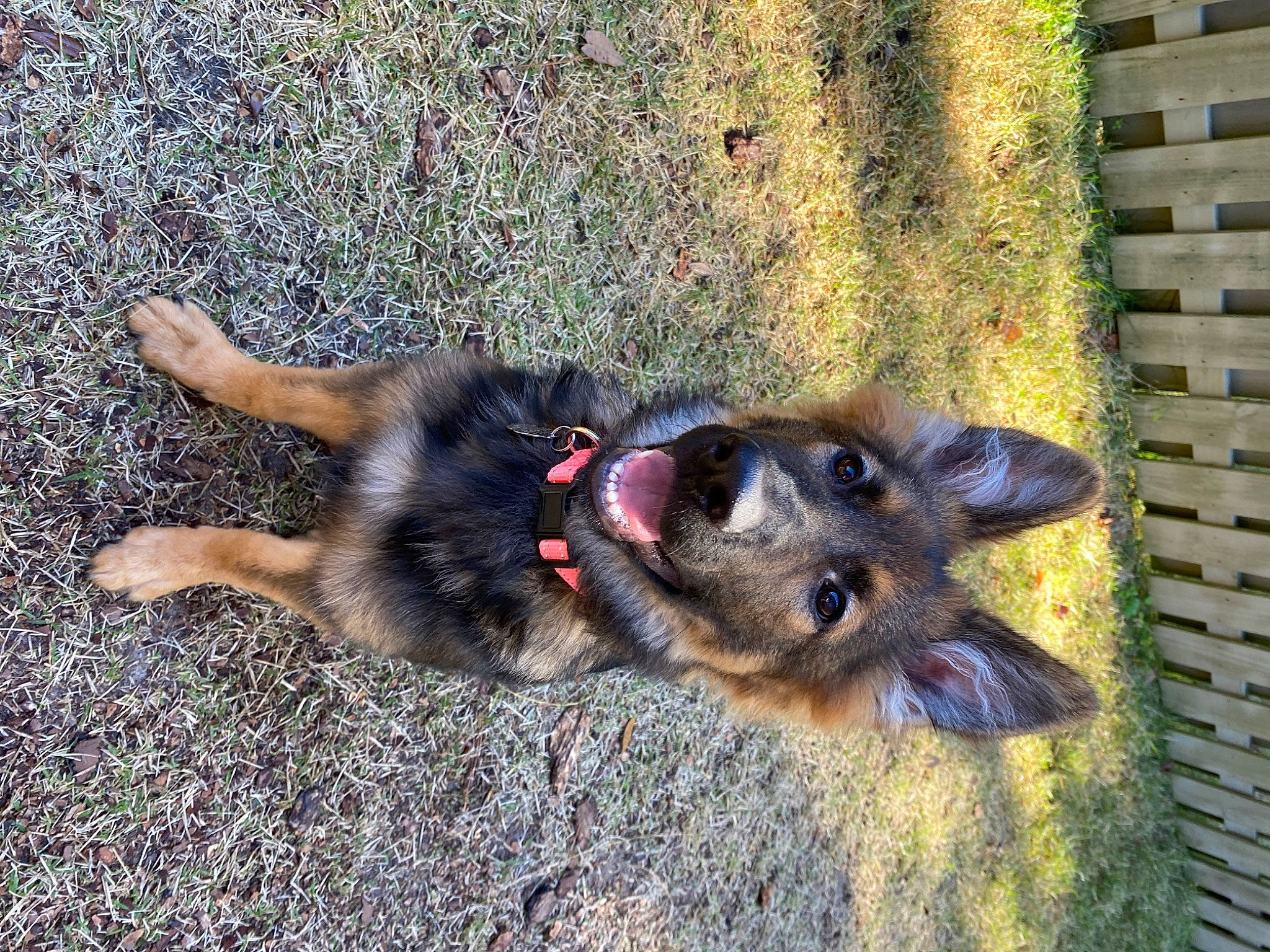 Kahlua is registered to the contest to win money with this photo: brick, brickwork, canidae, carnivore, companion_dog, dog, dog_breed, dog_supply, fawn, fur, german_shepherd_dog, king_shepherd, old_german_shepherd_dog, paw, snout, sporting_group, tail, terrestrial_animal, working_animal, working_dog