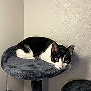Pirulin is registered to the contest to win money with this photo: cat, tuxedo_cat, black_and_white, pet, animal, feline, whiskers, ears, eyes, portrait, resting, lying_down, cat_tree, scratching_post, plush_bed, indoor, home, textured_wall, cozy, close_up