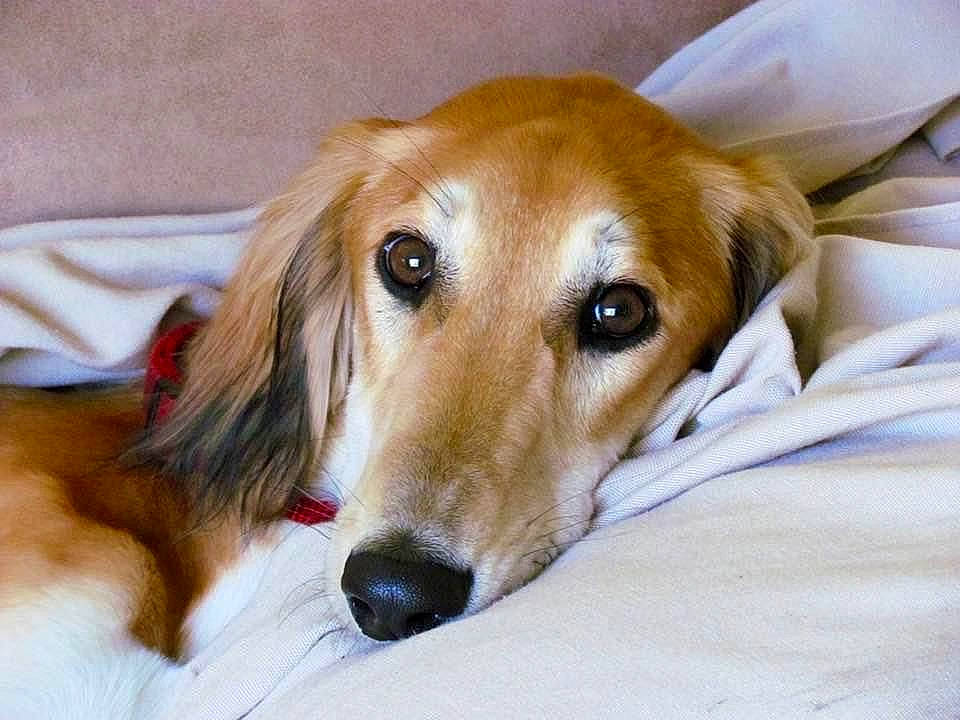 Omar is registered to the contest to win money with this photo: canidae, carnivore, comfort, companion_dog, dog, dog_breed, fawn, fur, snout, sporting_group, terrestrial_animal, whiskers, working_animal