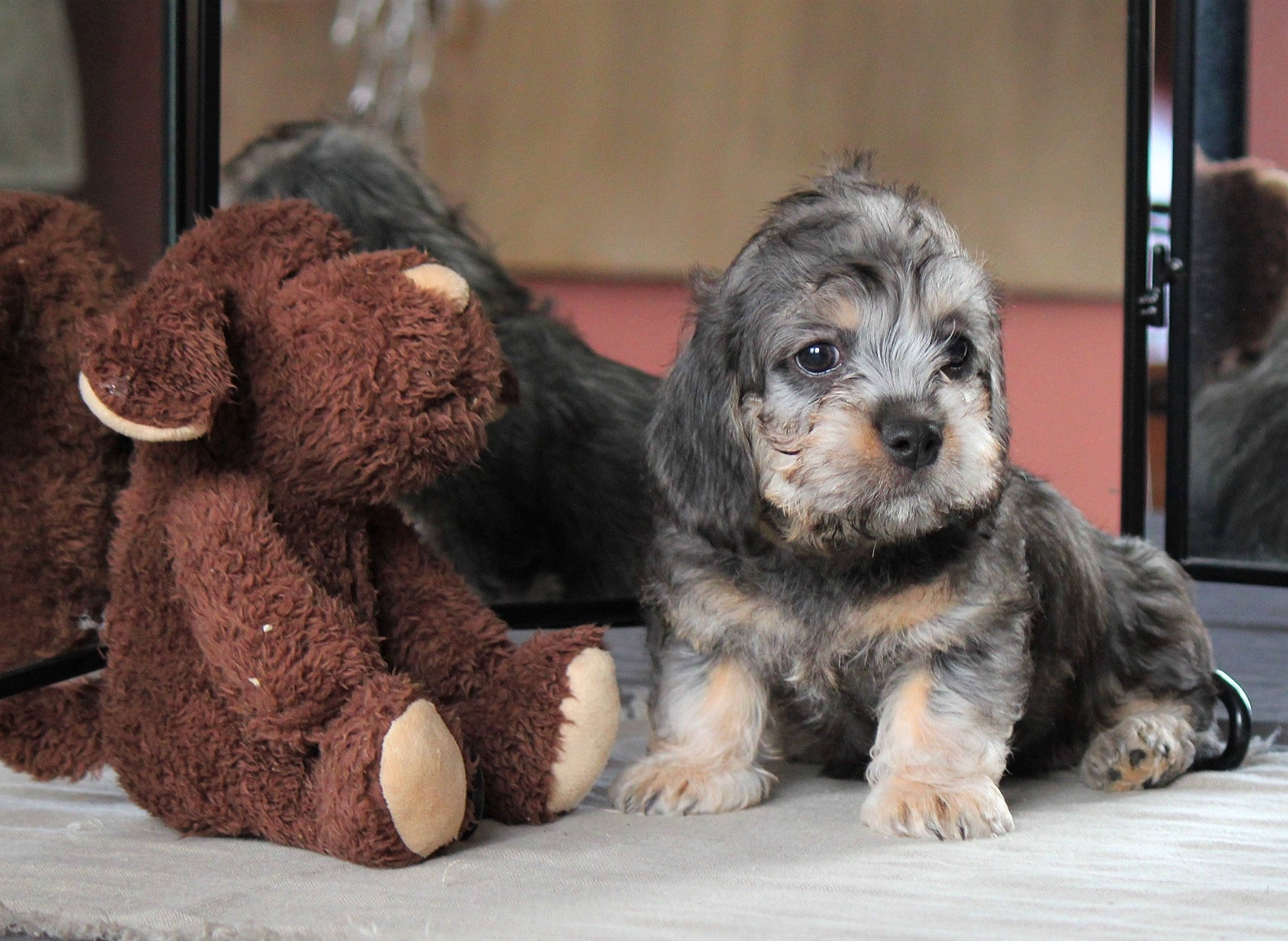 Penny a rejoint le concours — aidez-le/la à gagner de superbes lots ! art, canidae, carnivore, companion_dog, dog, dog_breed, fur, paw, puppy_love, recipe, small_terrier, snout, sporting_group, terrestrial_animal, terrier, toy, toy_dog, vertebrate, whiskers, working_animal