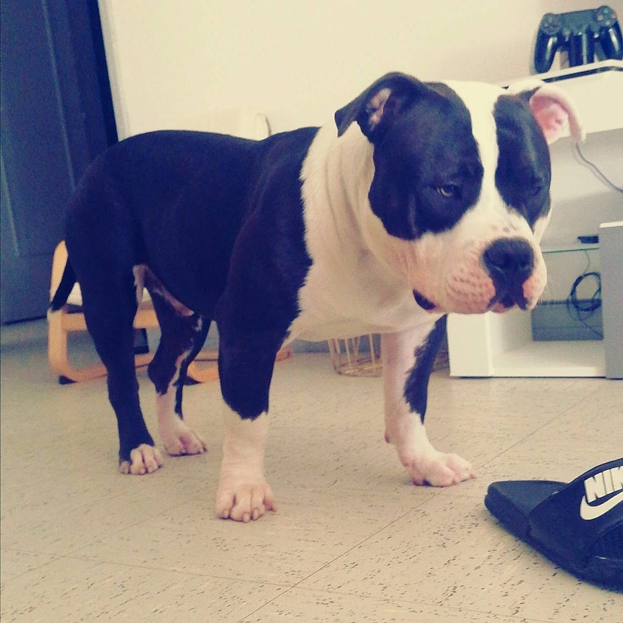 Koba a rejoint le concours — aidez-le/la à gagner de superbes lots ! american_bulldog, american_pit_bull_terrier, american_staffordshire_terrier, bull_and_terrier, bulldog, canidae, carnivore, companion_dog, dog, dog_breed, fawn, mammal, molosser, non_sporting_group, pit_bull, puppy, snout, staffordshire_bull_terrier, tail, vertebrate