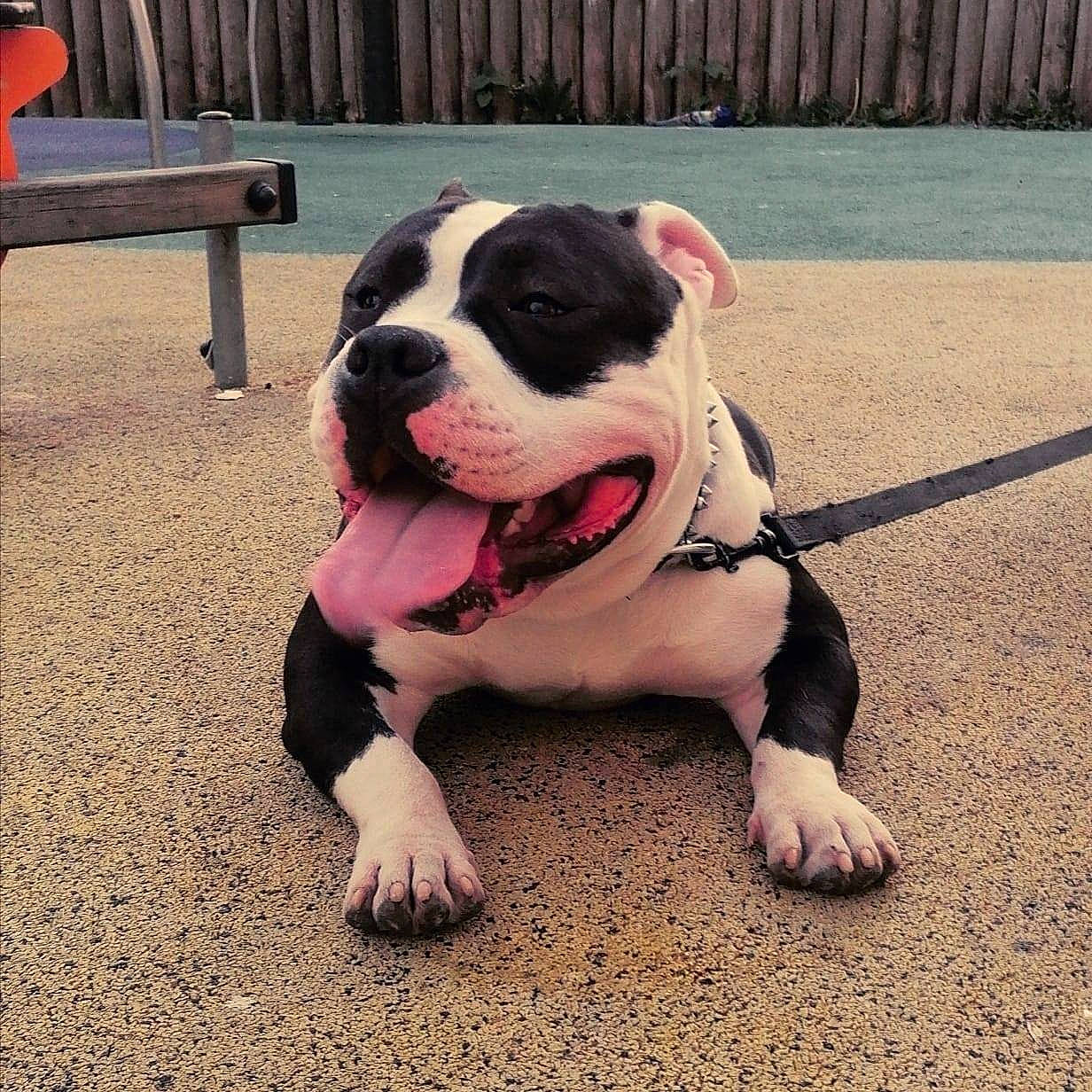 Koba a rejoint le concours — aidez-le/la à gagner de superbes lots ! american_bulldog, american_pit_bull_terrier, american_staffordshire_terrier, australian_bulldog, bulldog, canidae, carnivore, companion_dog, dog, dog_breed, mammal, non_sporting_group, olde_english_bulldogge, pit_bull, puppy, puppy_love, snout, toy_bulldog, valley_bulldog, vertebrate