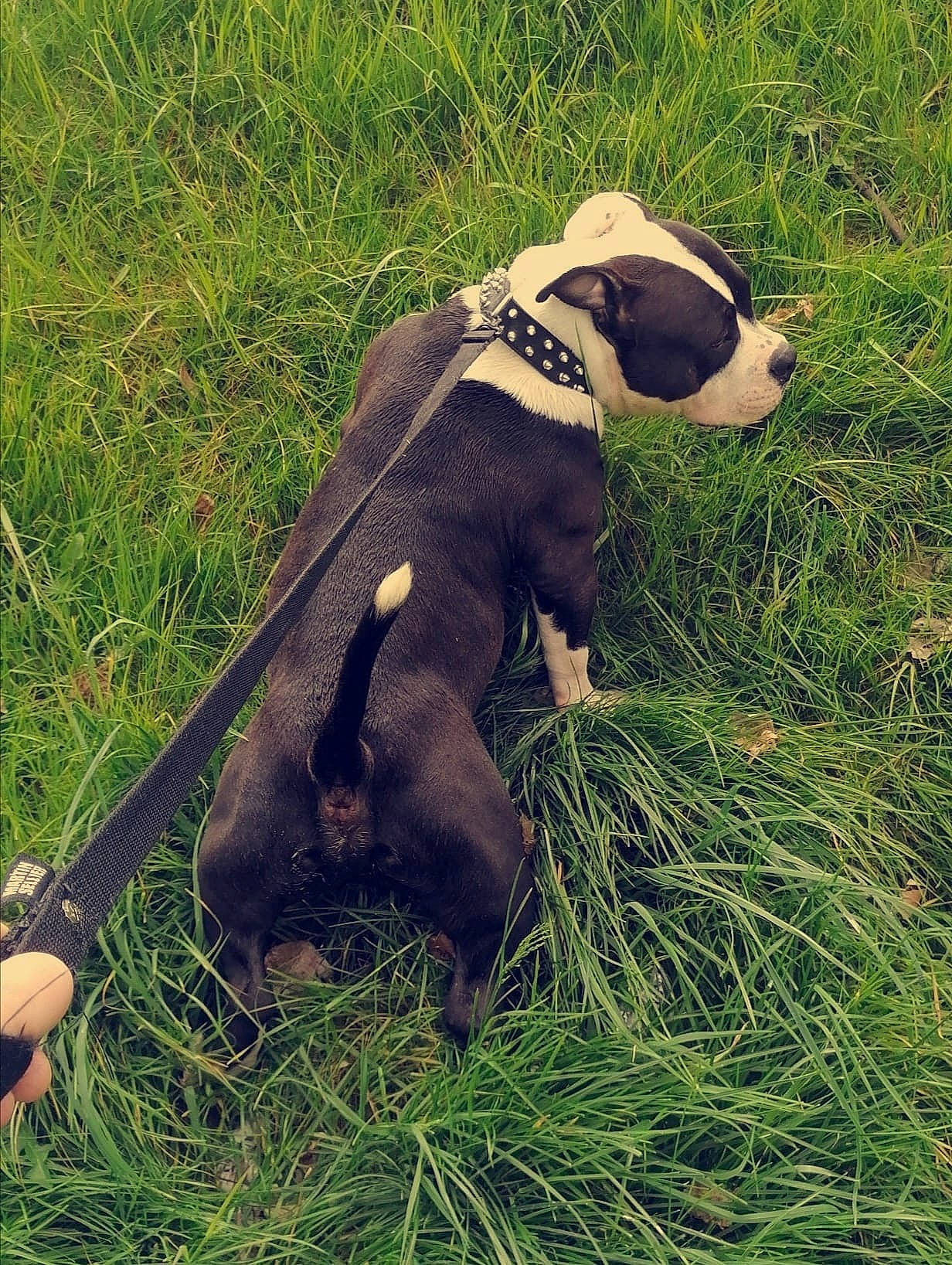 Koba participe au concours pour gagner de l'argent avec cette photo : american_staffordshire_terrier, canidae, carnivore, companion_dog, dog, dog_breed, grass, non_sporting_group, puppy, sporting_group