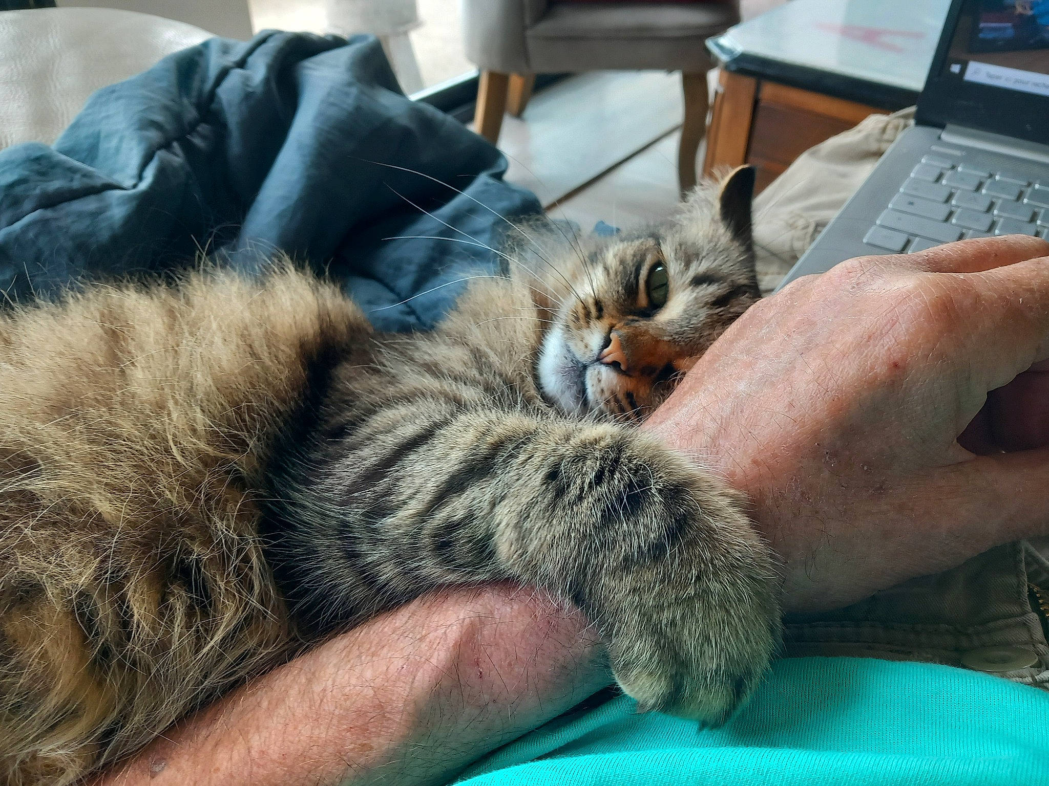 Mimine a rejoint le concours — aidez-le/la à gagner de superbes lots ! carnivore, cat, comfort, computer, computer_keyboard, felidae, finger, fur, gesture, input_device, lap, laptop, nail, office_equipment, output_device, personal_computer, small_to_medium_sized_cats, snout, tableware, whiskers