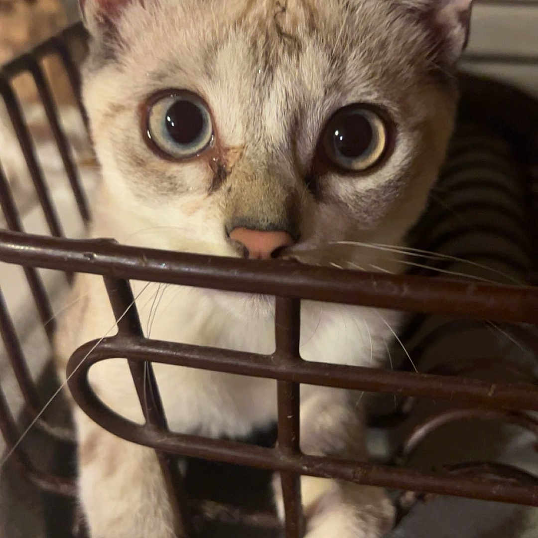 Snow a rejoint le concours — aidez-le/la à gagner de superbes lots ! abyssinian, angora, animal, brasssection, cat, egyptiancat, horn, kitten, manx, musicalinstrument, pet, siamese