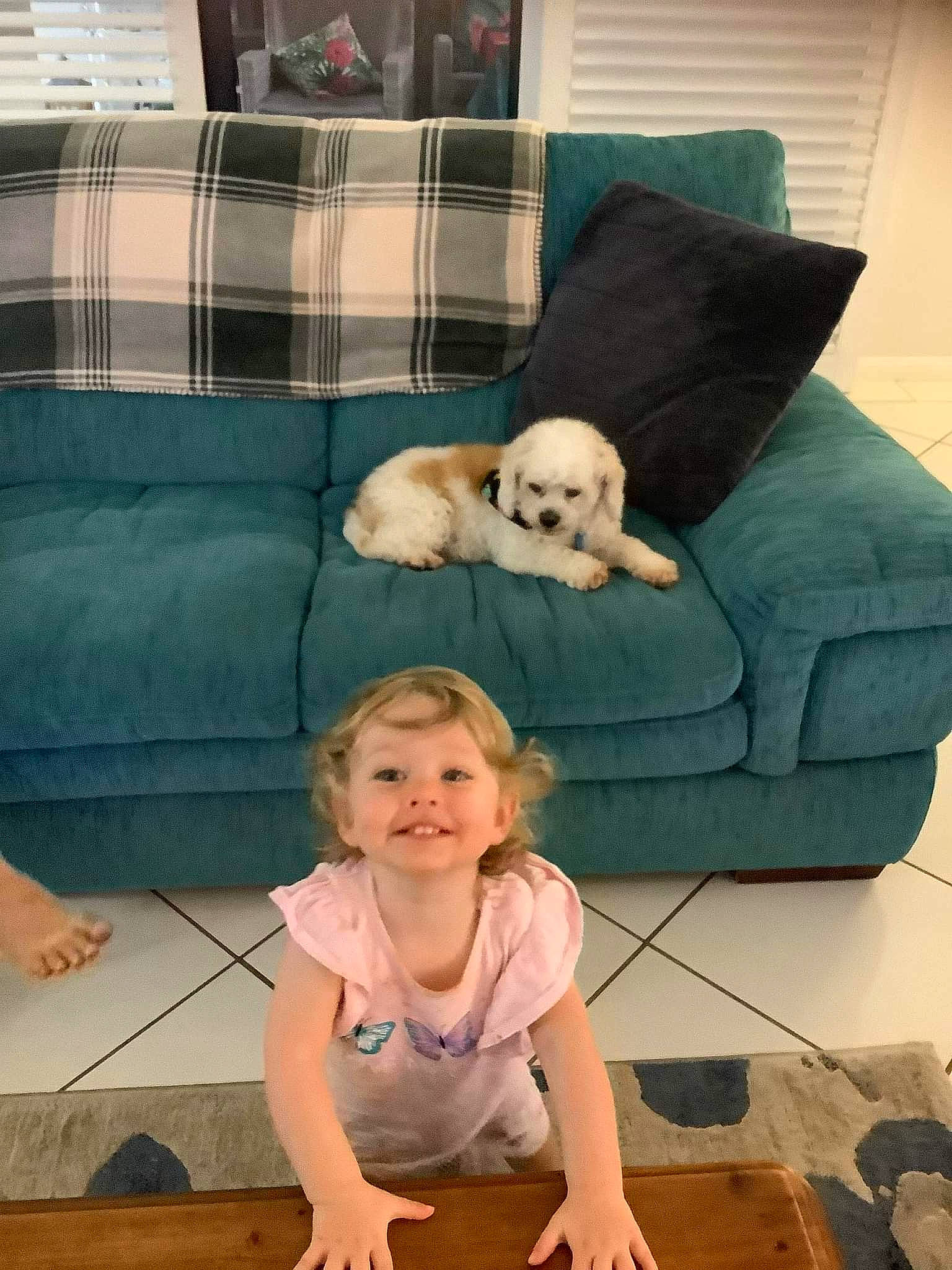 Leah joined the competition — help win amazing prizes! carnivore, comfort, companion_dog, couch, dog, dog_breed, fawn, flooring, fun, happy, joy, leisure, living_room, mammal, person, room, sitting, smile, snapshot, studio_couch