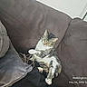 Ellie Belly joined the competition — help win amazing prizes! brown, cat, couch, cozy, curious, domestic_animal, feline, fur, indoor, living_room, paw, pet, pillow, relaxed, resting, rope_toy, seated, tabby_cat, timestamp, whiskers