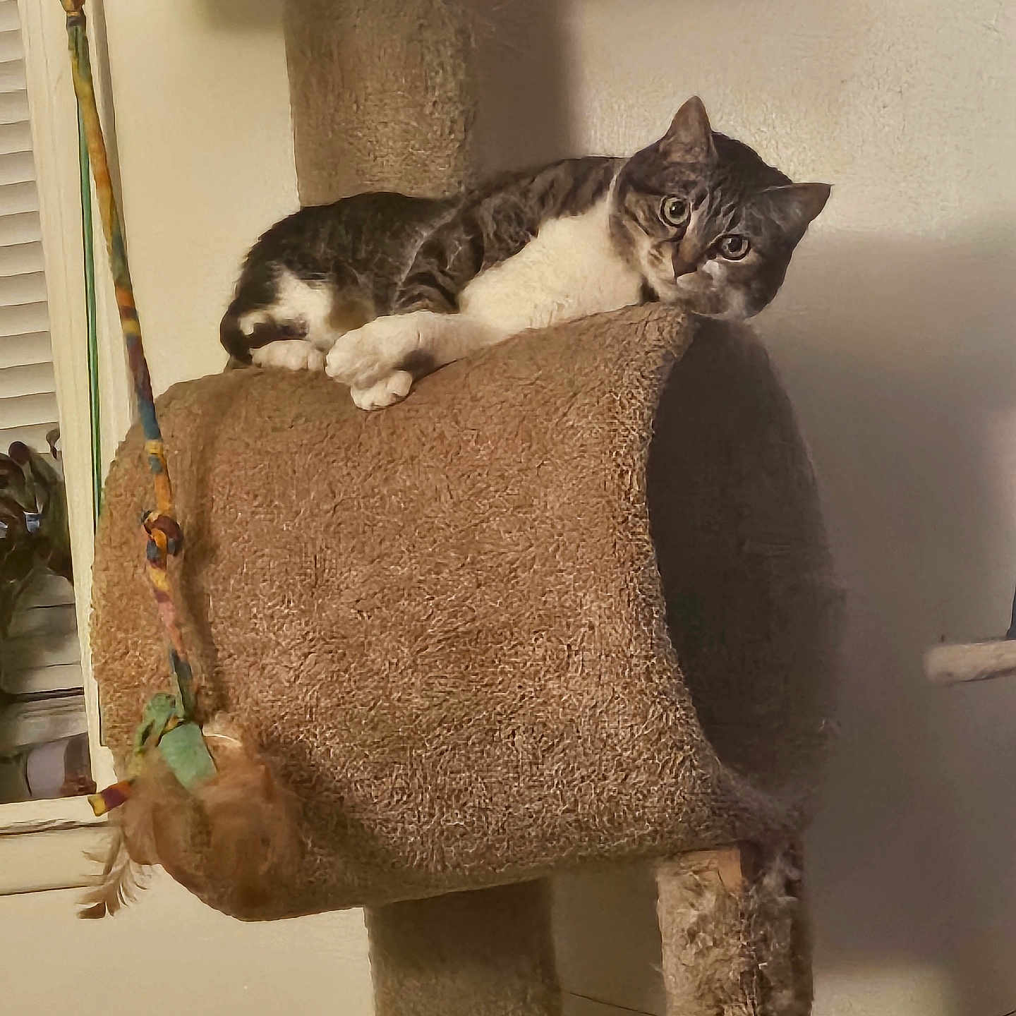 Ellie Belly