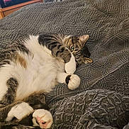 Ellie Belly is registered to the contest to win money with this photo: animal, bed, blanket, cat, comfort, cozy, cute, feline, fur, home, indoor, paw, pet, playful, relaxed, resting, sleeping, soft, tabby, whiskers