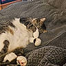 animal, bed, blanket, cat, comfort, cozy, cute, feline, fur, home, indoor, paw, pet, playful, relaxed, resting, sleeping, soft, tabby, whiskers