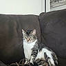 Ellie Belly joined the competition — help win amazing prizes! animal, brown_couch, cat, couch, curious, feline, framed_photo, fur, home_interior, houseplant, indoor, lamp, paw, pet, relaxed, rope, seated, tabby_cat, wall_art, whiskers