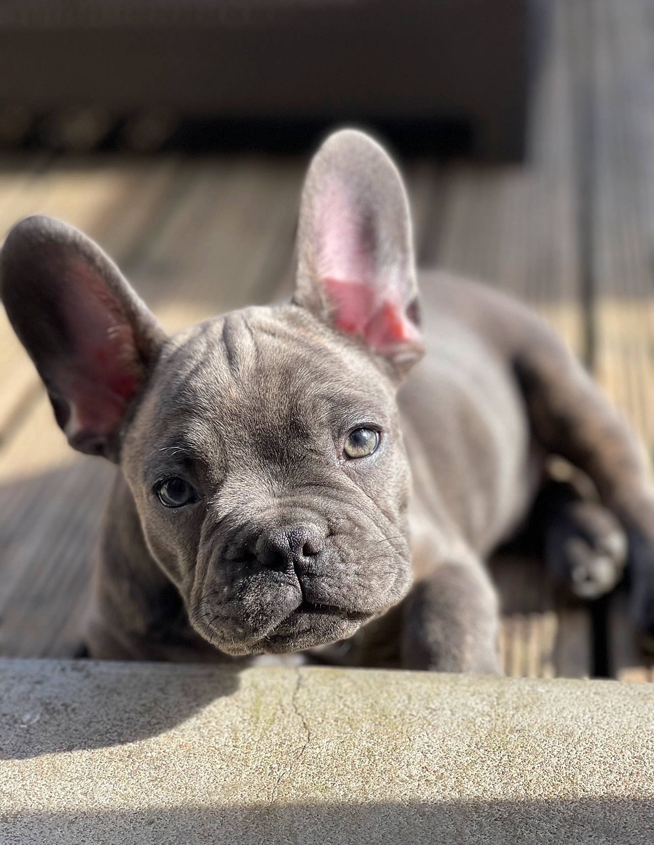 Koba a rejoint le concours — aidez-le/la à gagner de superbes lots ! bulldog, carnivore, comfort, companion_dog, dog, dog_breed, ear, fawn, non_sporting_group, snout, terrestrial_animal, toy_dog, whiskers, wrinkle