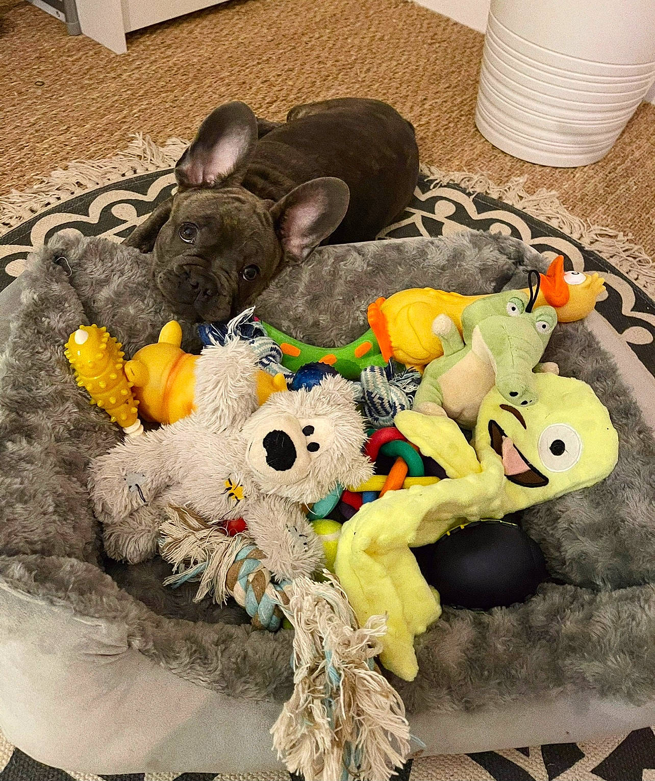 Koba participe au concours pour gagner de l'argent avec cette photo : art, baby_toys, bag, canidae, comfort, companion_dog, felidae, flooring, fur, linens, luggage_and_bags, plastic, plush, room, small_to_medium_sized_cats, stuffed_toy, tail, toy, visual_arts, wool