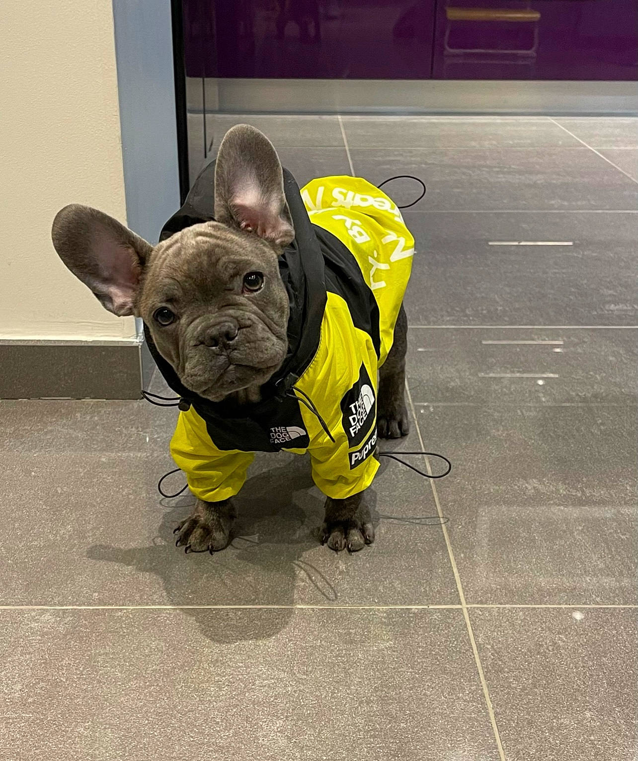 Koba a rejoint le concours — aidez-le/la à gagner de superbes lots ! bulldog, canidae, carnivore, collar, companion_dog, dog, dog_breed, dog_clothes, dog_collar, dog_supply, fashion_accessory, flooring, french_bulldog, leash, personal_protective_equipment, road_surface, snout, sporting_group, toy_dog, working_animal