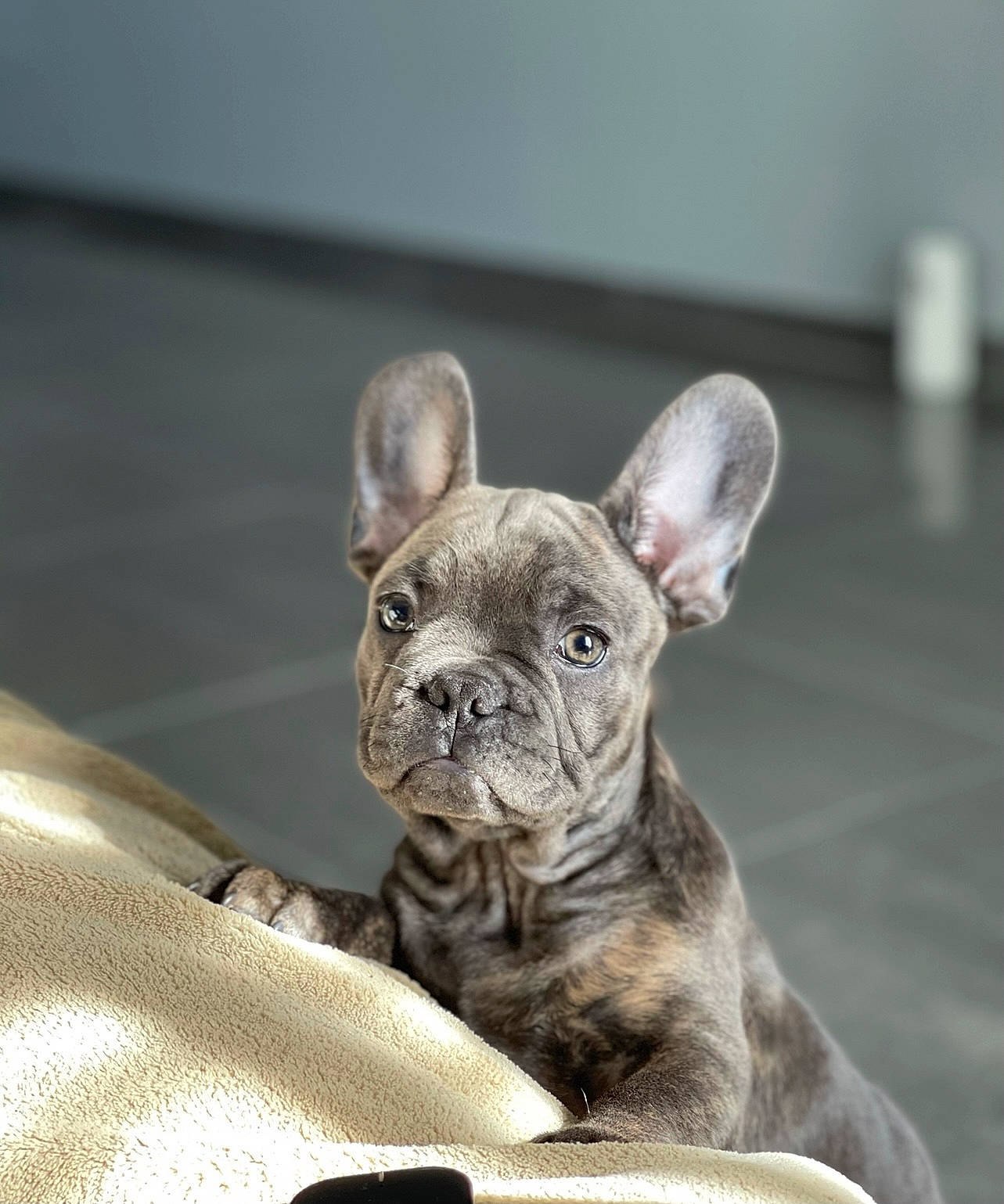 Koba participe au concours pour gagner de l'argent avec cette photo : bulldog, canidae, carnivore, comfort, companion_dog, dog, dog_breed, ear, fawn, felidae, french_bulldog, molosser, non_sporting_group, snout, sporting_group, terrestrial_animal, toy_dog, whiskers, working_animal, wrinkle