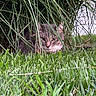 alert, animal, bush, camouflage, cat, closeup, daylight, eyes, face, fur, grass, greenery, hiding, leaves, mammal, nature, outdoor, pet, plant, wildlife