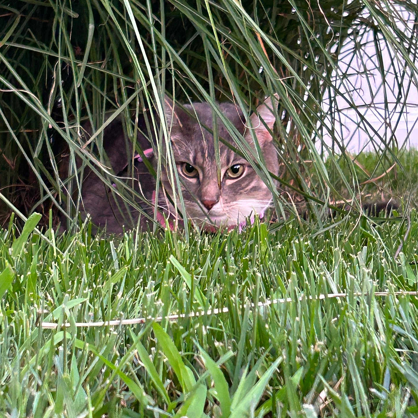 Lily