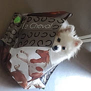 Luna participe au concours pour gagner de l'argent avec cette photo : canidae, carmine, carnivore, companion_dog, dog, dog_breed, dog_clothes, dog_supply, fashion_accessory, fawn, felidae, fur, pattern, porcelain, small_to_medium_sized_cats, stuffed_toy, tail, toy, toy_dog, whiskers