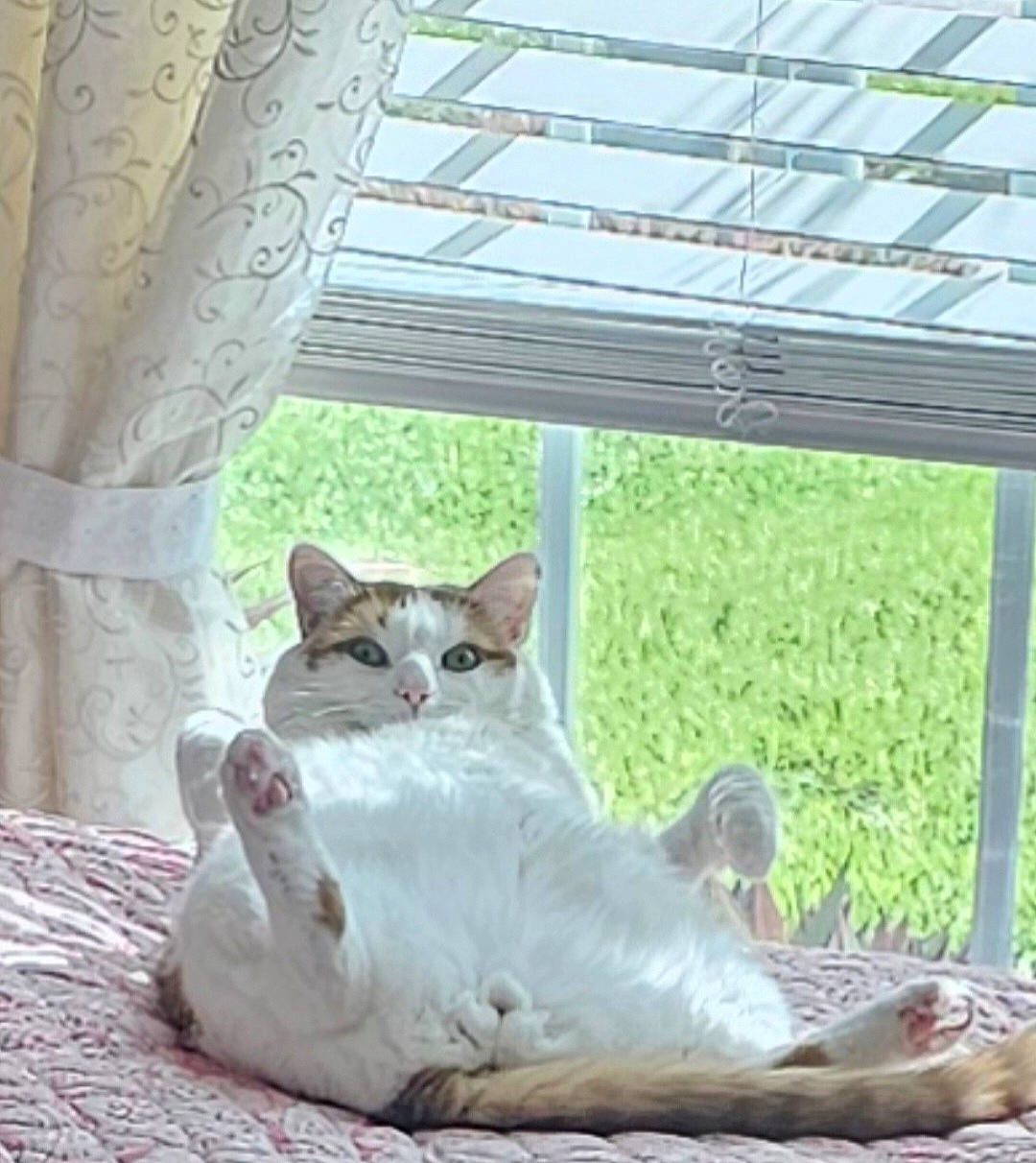 Oliver joined the competition — help win amazing prizes! angora, animal, architecture, bed, bedroom, blanket, building, cat, curtain, cushion, furniture, homedecor, indoors, kitten, outdoors, pet, room, shelter, window, windowsill