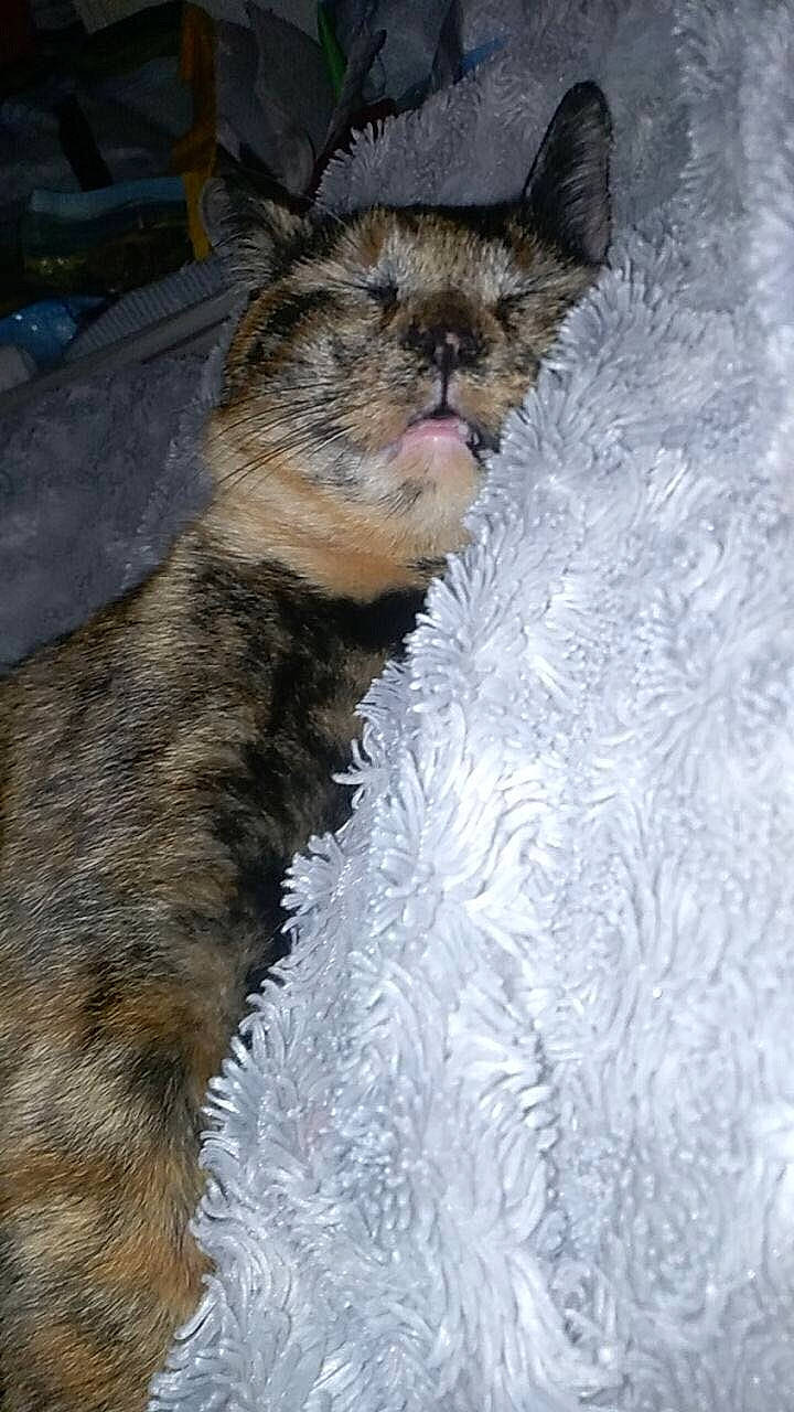 Lou a rejoint le concours — aidez-le/la à gagner de superbes lots ! border_terrier, cairn_terrier, canidae, carnivore, cat, dog, dog_breed, fawn, felidae, fur, mammal, small_to_medium_sized_cats, vertebrate, whiskers