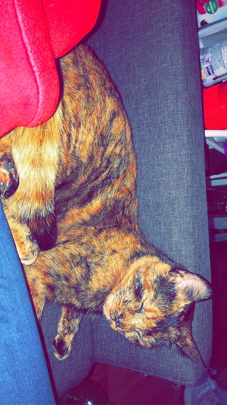 Lou participe au concours pour gagner de l'argent avec cette photo : canidae, carnivore, cat, ear, european_shorthair, felidae, fur, kitten, small_to_medium_sized_cats, tabby_cat, tail, textile, whiskers