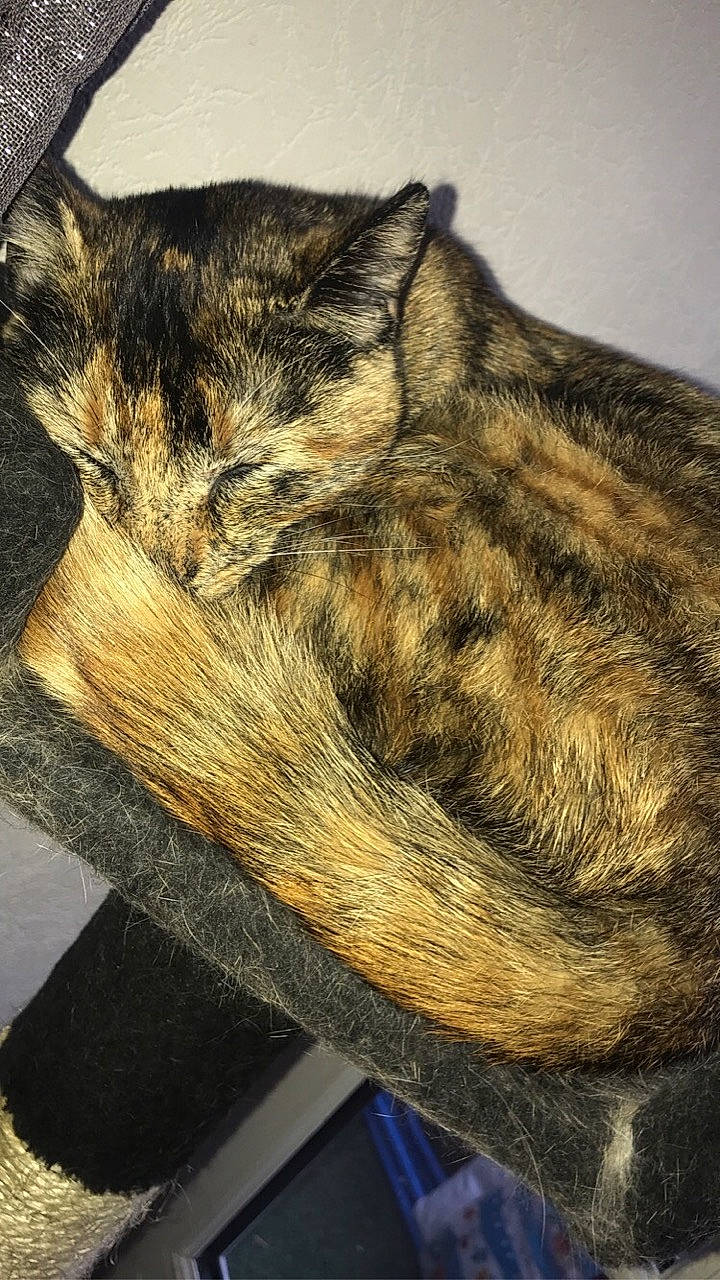 Lou participe au concours pour gagner de l'argent avec cette photo : asian, carnivore, cat, domestic_short_haired_cat, ear, european_shorthair, felidae, fur, small_to_medium_sized_cats, tabby_cat, tail, whiskers, wild_cat