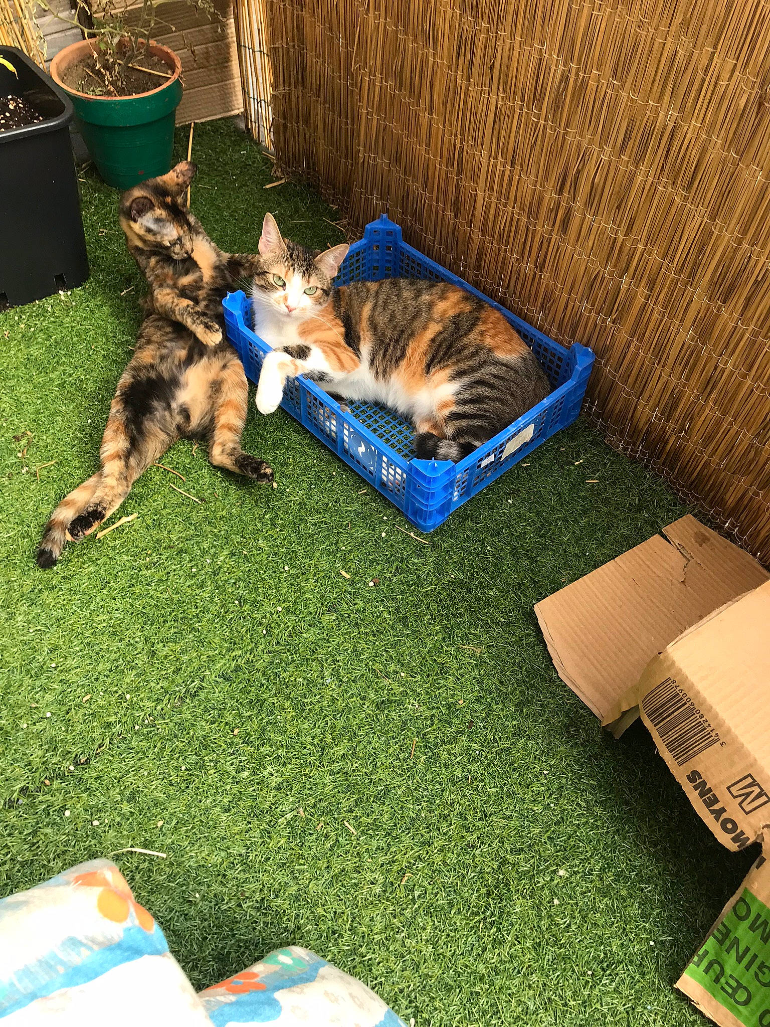 Lou a rejoint le concours — aidez-le/la à gagner de superbes lots ! artificial_turf, australian_terrier, canidae, carnivore, companion_dog, dog, dog_breed, flooring, grass, lawn, mammal, play, puppy, sporting_group, tail, welsh_terrier, yorkshire_terrier