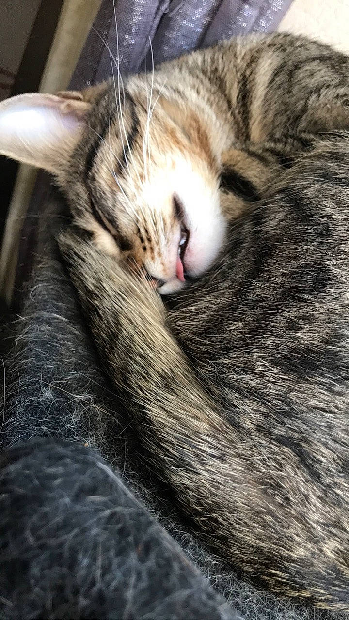 Loona participe au concours pour gagner de l'argent avec cette photo : carnivore, cat, domestic_short_haired_cat, european_shorthair, felidae, fur, kitten, nap, norwegian_forest_cat, sleep, small_to_medium_sized_cats, snout, tabby_cat, tail, whiskers