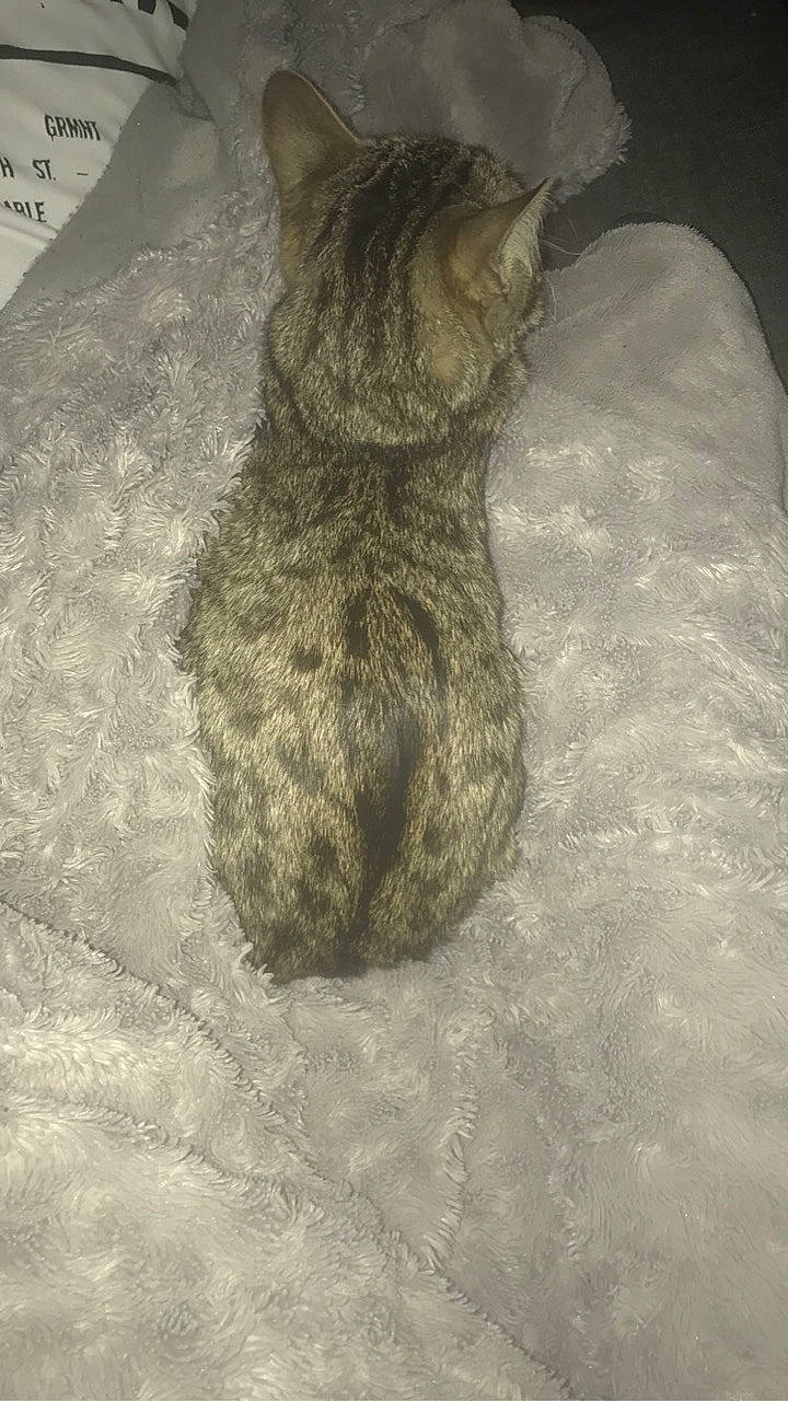 Loona a rejoint le concours — aidez-le/la à gagner de superbes lots ! asian, british_shorthair, carnivore, cat, domestic_short_haired_cat, european_shorthair, fawn, felidae, fur, german_rex, kitten, small_to_medium_sized_cats, tail, whiskers