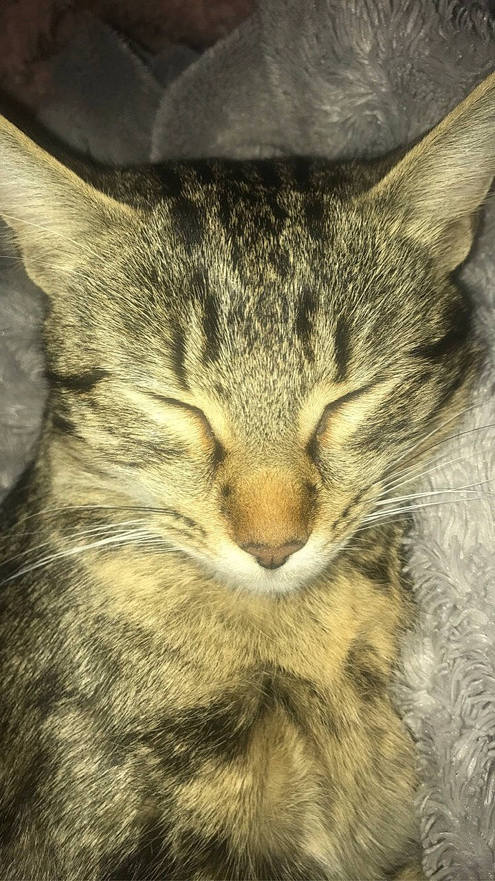 Loona participe au concours pour gagner de l'argent avec cette photo : american_wirehair, asian, california_spangled, carnivore, cat, close_up, domestic_short_haired_cat, dragon_li, egyptian_mau, european_shorthair, felidae, fur, mammal, ocicat, pixie_bob, small_to_medium_sized_cats, snout, tabby_cat, whiskers, wild_cat