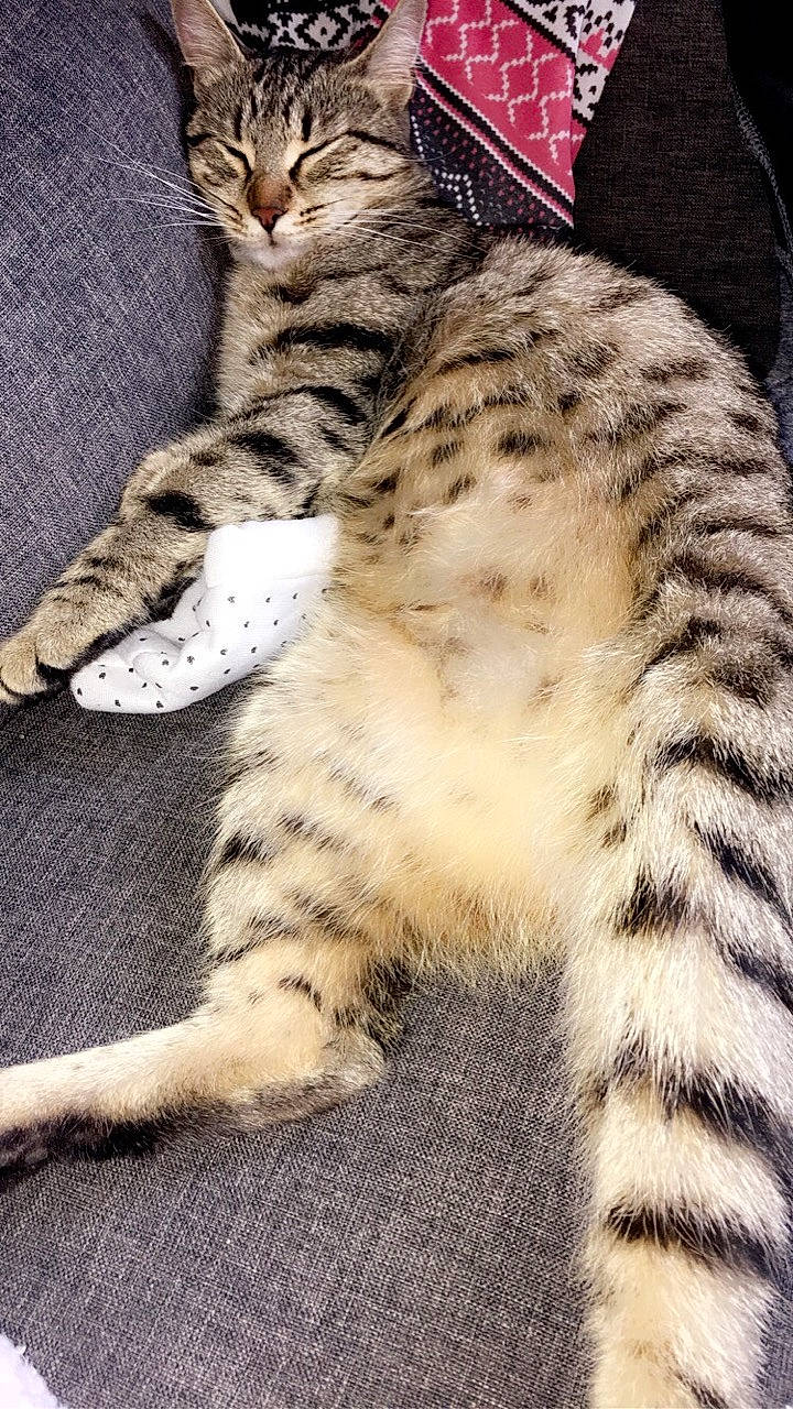 Loona a rejoint le concours — aidez-le/la à gagner de superbes lots ! american_shorthair, american_wirehair, asian, california_spangled, carnivore, cat, claw, domestic_short_haired_cat, dragon_li, egyptian_mau, european_shorthair, felidae, fur, kitten, mammal, small_to_medium_sized_cats, tabby_cat, tail, vertebrate, whiskers