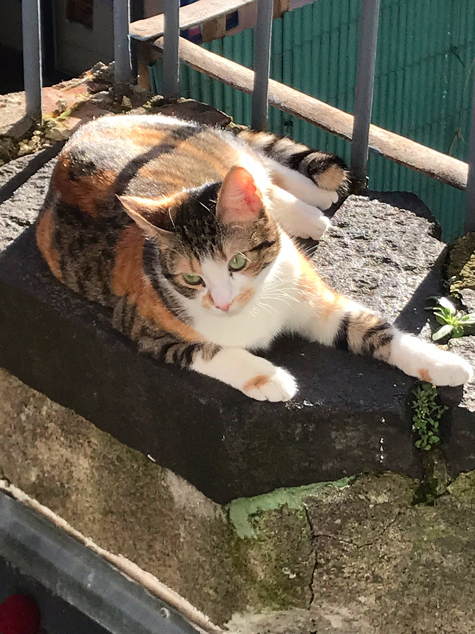 Bool a rejoint le concours — aidez-le/la à gagner de superbes lots ! aegean_cat, american_wirehair, asian, carnivore, cat, domestic_short_haired_cat, dragon_li, european_shorthair, felidae, german_rex, polydactyl_cat, small_to_medium_sized_cats, tabby_cat, whiskers