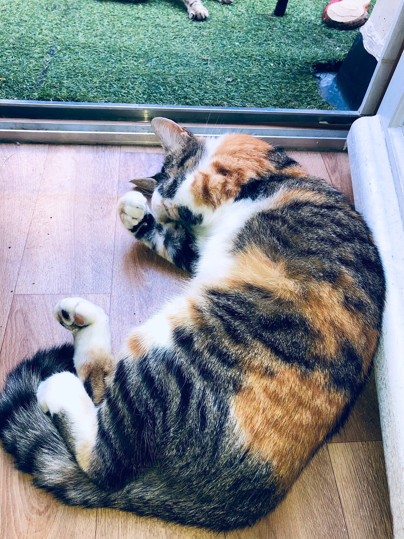 Bool participe au concours pour gagner de l'argent avec cette photo : carnivore, cat, claw, domestic_short_haired_cat, dragon_li, european_shorthair, felidae, fur, kitten, mammal, nap, paw, polydactyl_cat, small_to_medium_sized_cats, tabby_cat, tail, whiskers