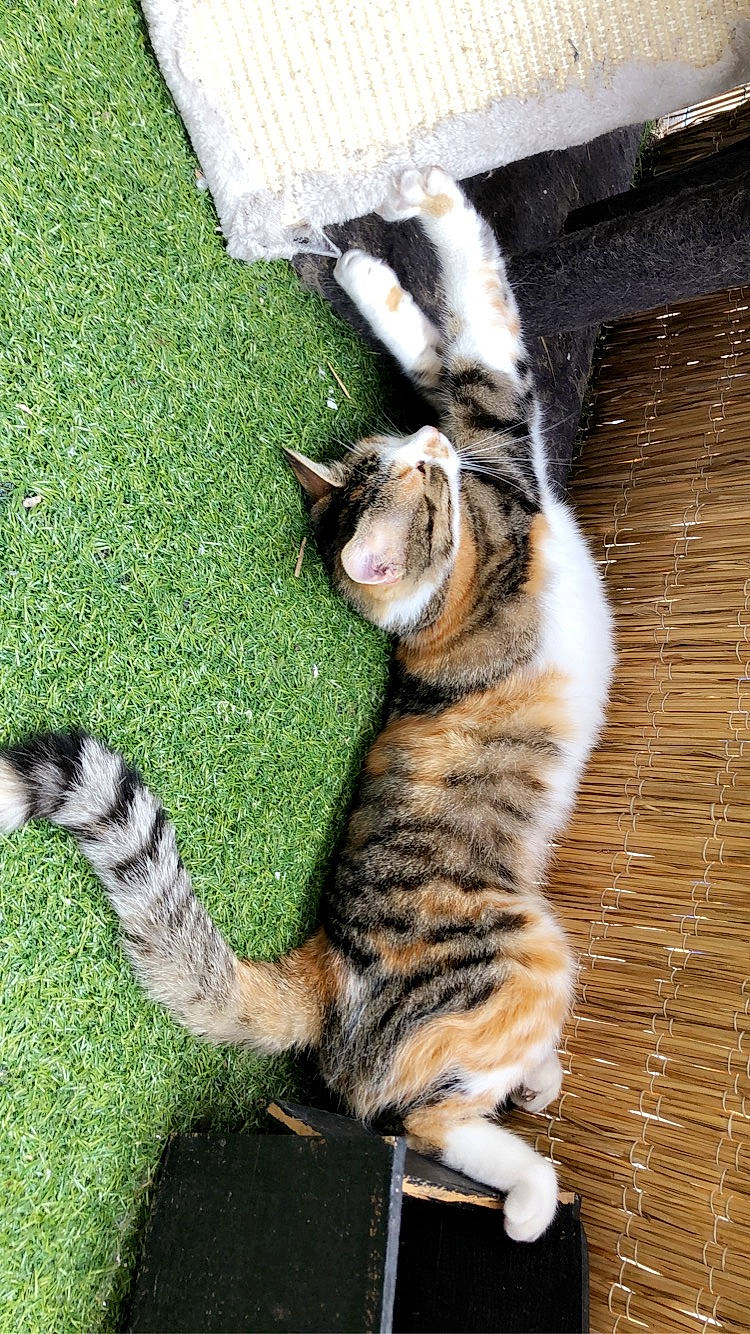 Bool participe au concours pour gagner de l'argent avec cette photo : american_shorthair, bengal, carnivore, cat, claw, domestic_short_haired_cat, dragon_li, european_shorthair, felidae, fur, grass, kitten, mammal, paw, small_to_medium_sized_cats, sokoke, tabby_cat, tail, toyger, whiskers