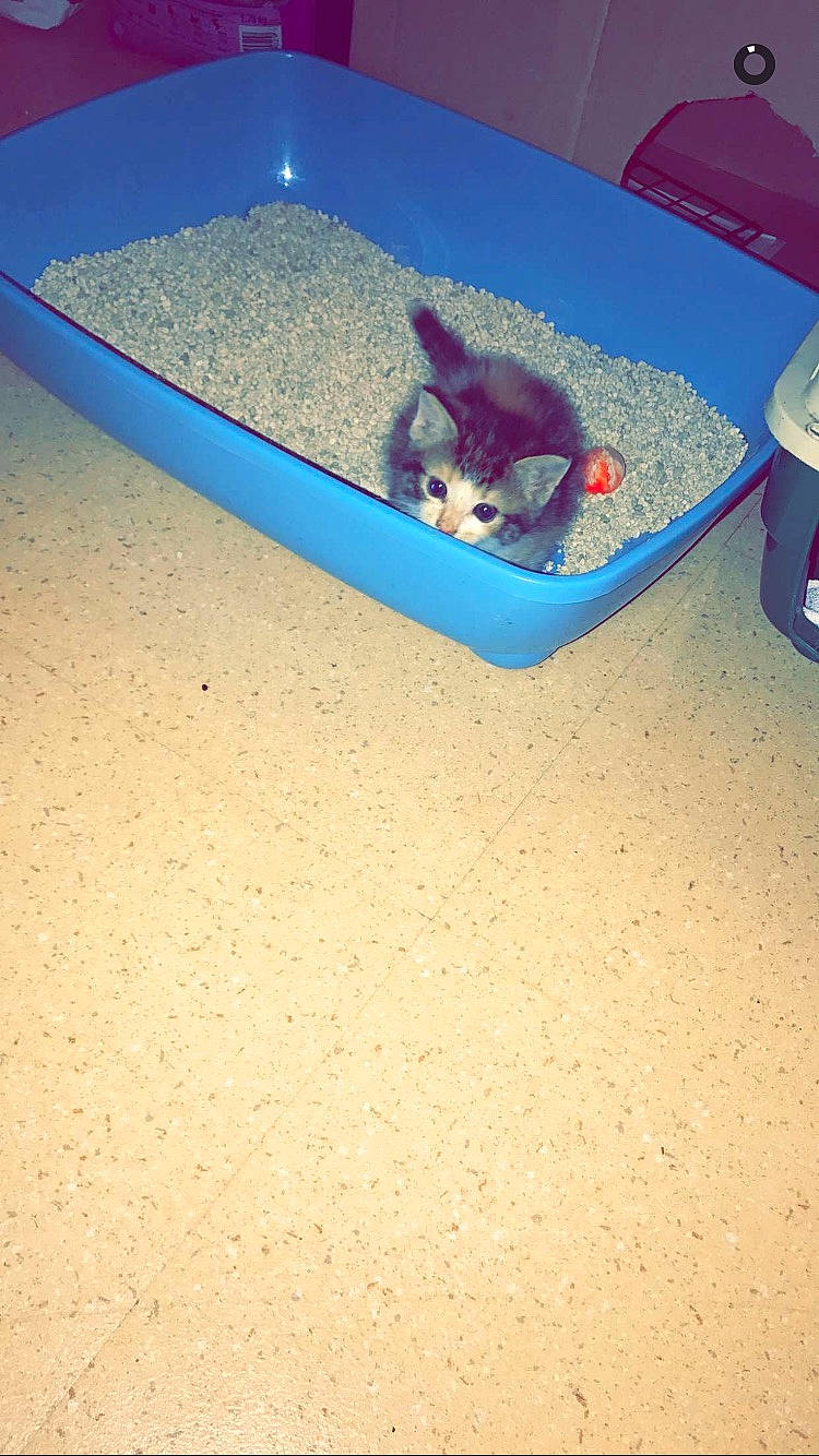 Bool participe au concours pour gagner de l'argent avec cette photo : cat, cat_supply, chinchilla, degu, gerbil, hamster, litter_box, mouse, muridae, muroidea, pet_food, pet_supply, rat, rodent, sand