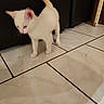 Rebelle participe au concours pour gagner de l'argent avec cette photo : kitten, cat, white_cat, indoor, tile_floor, furniture, pet, animal, small, young, blurred, tail, four_legs, ears, whiskers, domestic, cute, walking, floor_tile, black_background