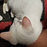 cat, white_cat, pet, animal, fur, ears, hand, person, leg, indoor, texture, red_border, closeup, curled_up, resting, feline, cozy, domestic_animal, touching, soft