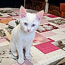 kitten, white_cat, blue_eyes, table, tablecloth, indoor, pet, animal, cute, feline, sitting, curious, domestic, fur, small, young, ears, whiskers, pink_nose, household