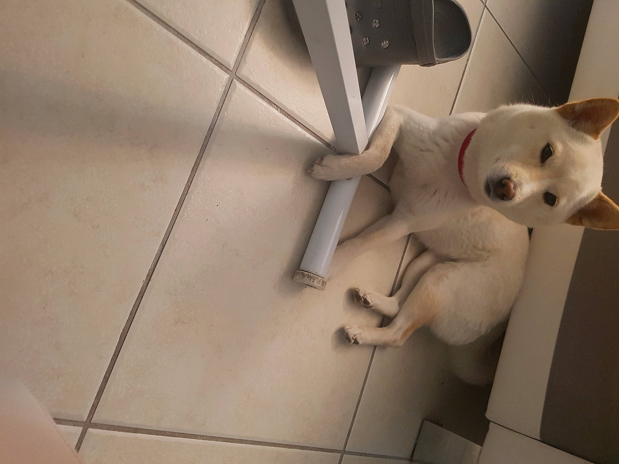 Nouchka Et Lara participe au concours pour gagner de l'argent avec cette photo : carnivore, cat, ceiling, domestic_short_haired_cat, felidae, floor, flooring, grey, human_leg, metal, monochrome, paw, plaster, small_to_medium_sized_cats, stairs, symmetry, tail, whiskers, wing, wood