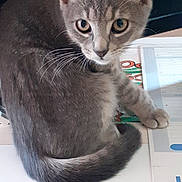 Gribouille participe au concours pour gagner de l'argent avec cette photo : cat, kitten, gray_cat, pet, animal, curious, whiskers, fur, eyes, tail, domestic_cat, indoor, paper, table, sitting, looking, closeup, cute, young_cat, feline