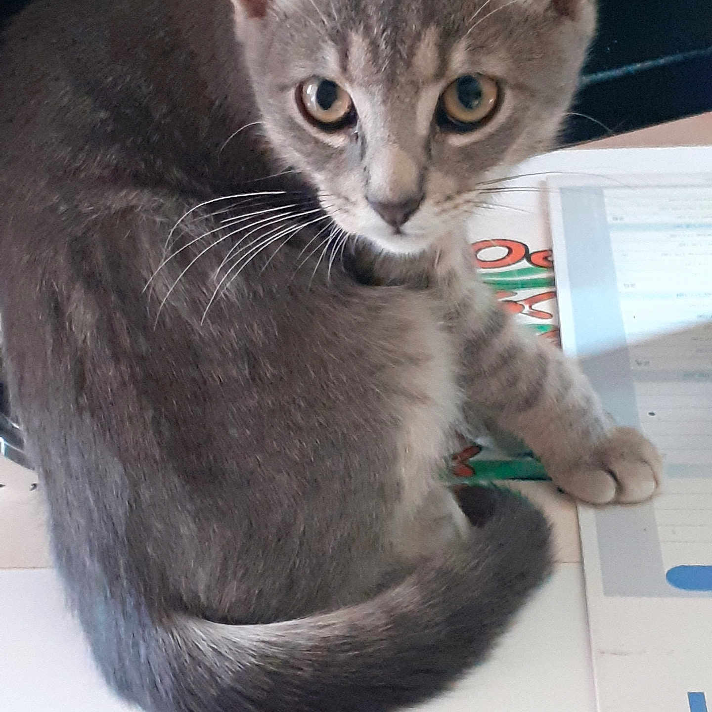 Gribouille participe au concours pour gagner de l'argent avec cette photo : animal, cat, closeup, curious, cute, domestic_cat, eyes, feline, fur, gray_cat, indoor, kitten, looking, paper, pet, sitting, table, tail, whiskers, young_cat