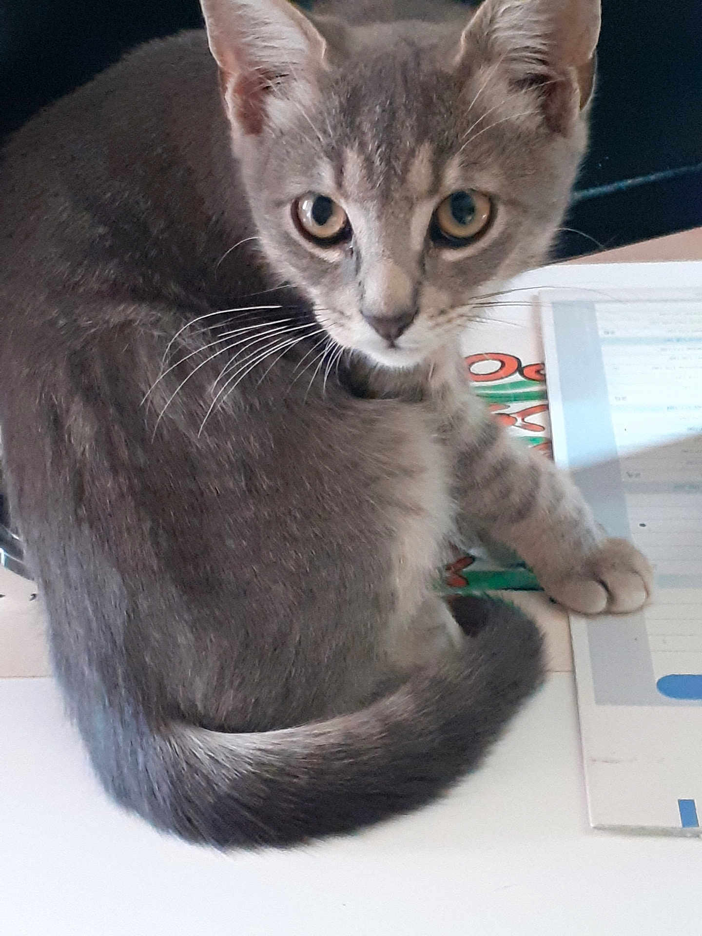 Gribouille participe au concours pour gagner de l'argent avec cette photo : cat, kitten, gray_cat, pet, animal, curious, whiskers, fur, eyes, tail, domestic_cat, indoor, paper, table, sitting, looking, closeup, cute, young_cat, feline