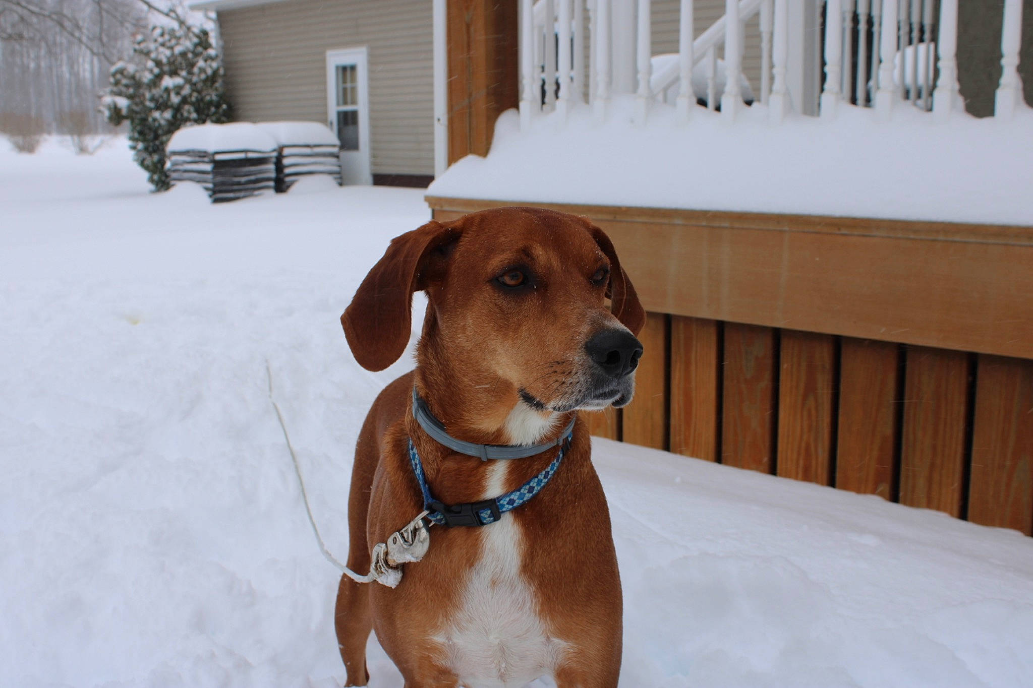 Red joined the competition — help win amazing prizes! carnivore, collar, companion_dog, dog, dog_breed, dog_collar, dog_supply, fawn, fence, freezing, liver, pet_supply, plant, snout, snow, whiskers, white, window, winter, working_animal